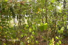 Mucuna pruriens var. utilis